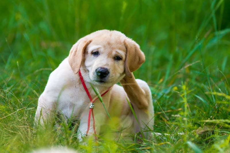 Allergies in Dogs: Everything You Need to Know