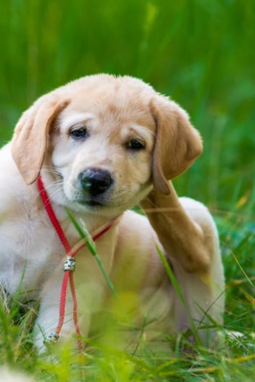 Allergies in Dogs: Everything You Need to Know