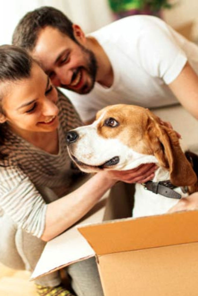 Don’t Forget Yo Update Your Pets Tag When Moving House