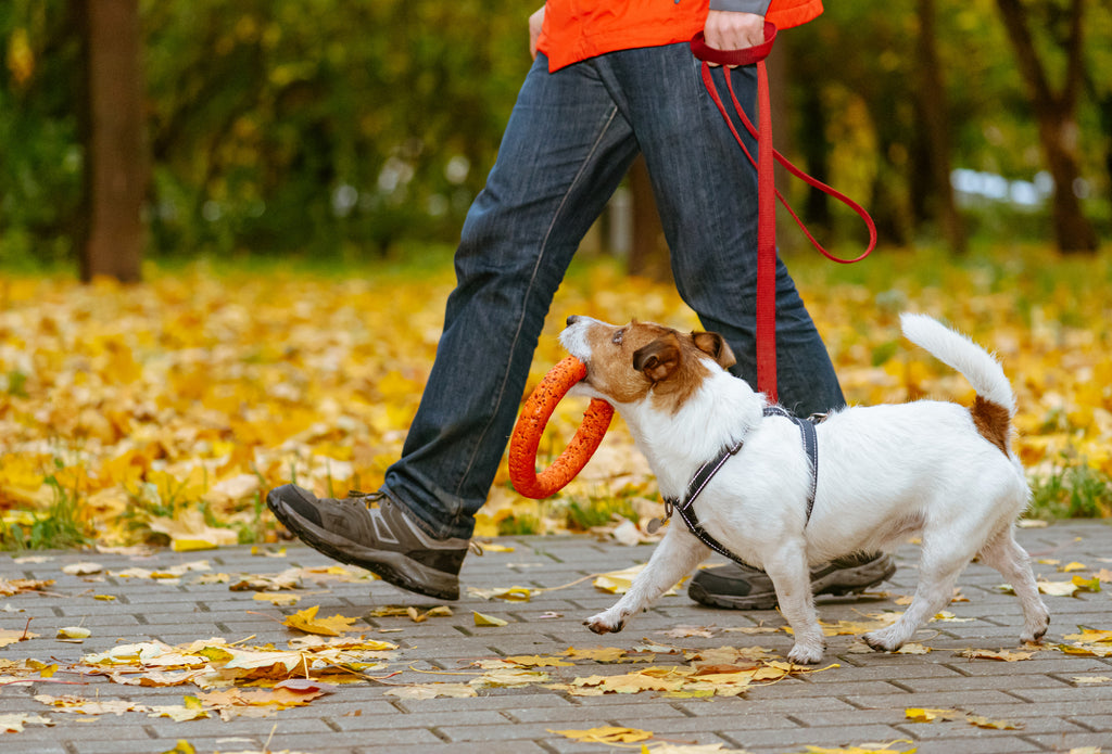 Walking with Your Dog: Safety First