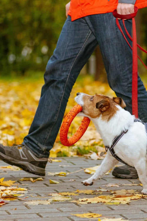 Walking with Your Dog: Safety First