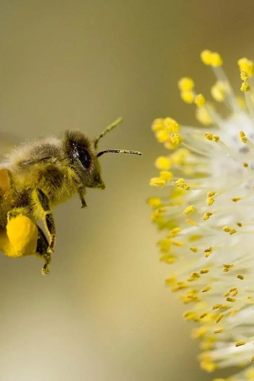 Can Dogs Get Hay Fever?