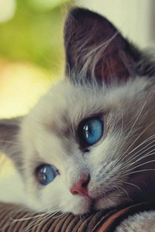 What to Watch For 5 Signs That Your Cat Is Unhappy
