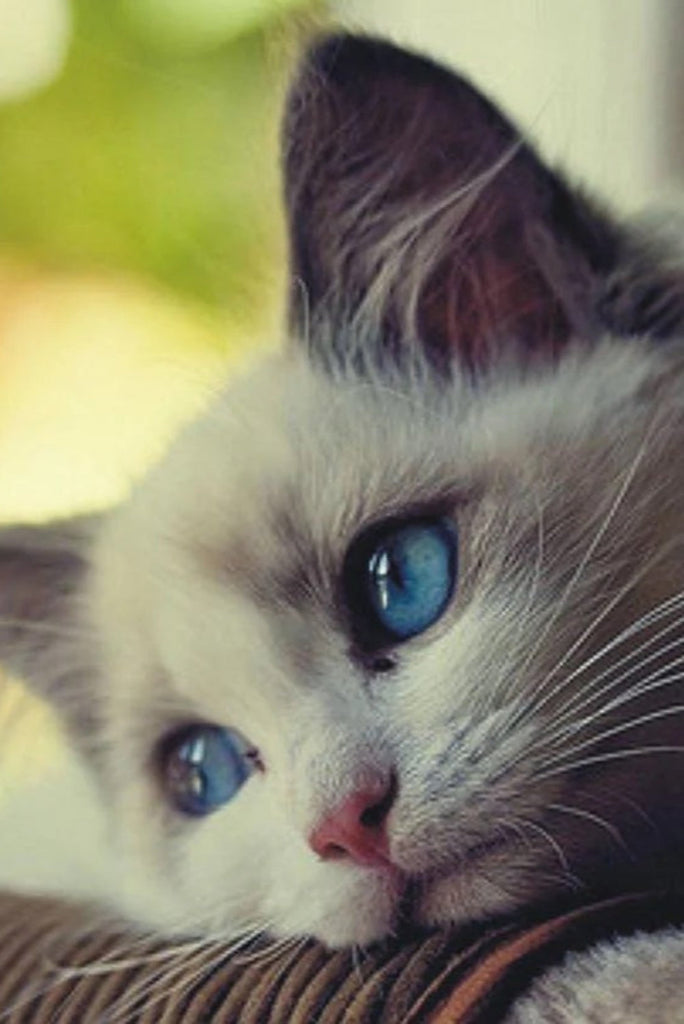 Pet Superfoods