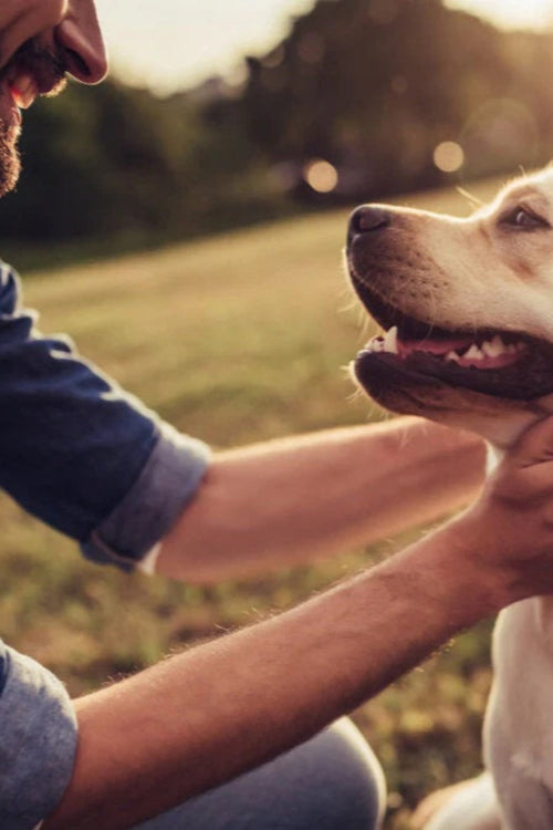 Should Dogs Wear Collars All the Time?