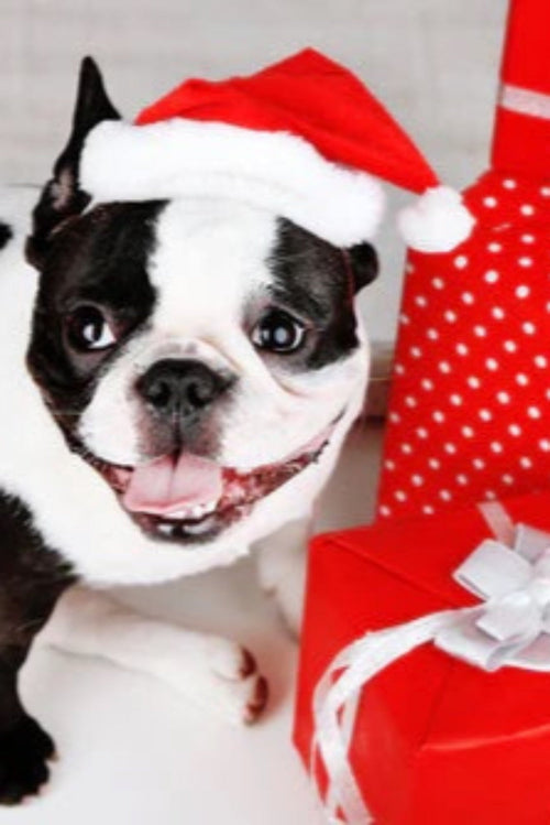 Planning on Getting a New Puppy?
