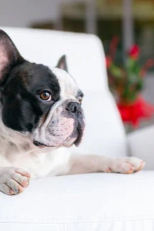 Do Not Let Your Pet Run Your Home