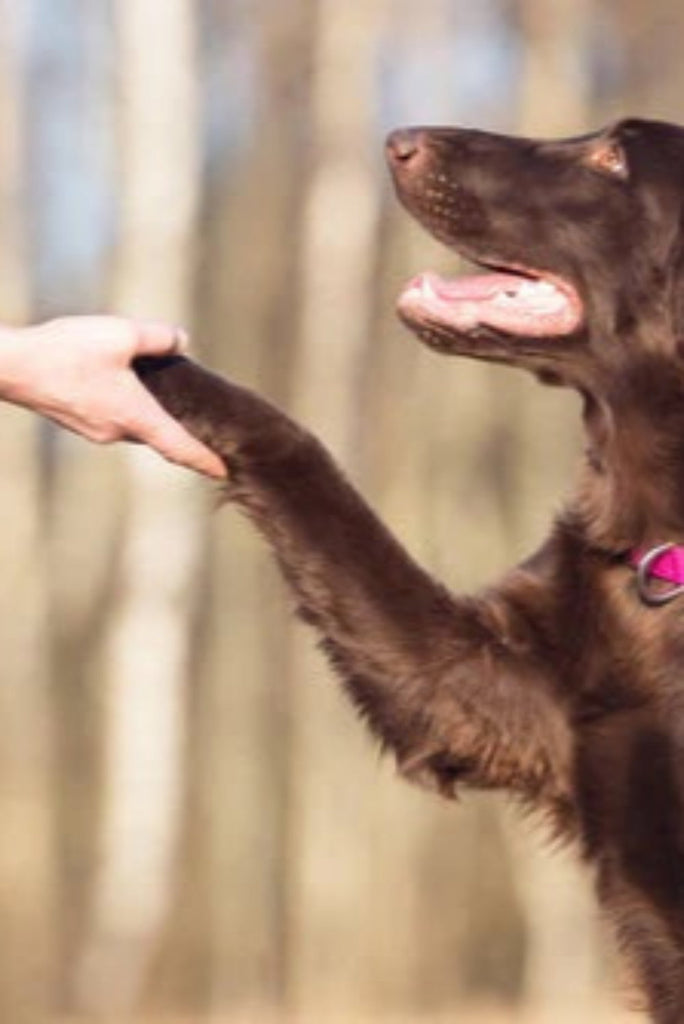Dog Training Tips: Build Good Habits from Day One