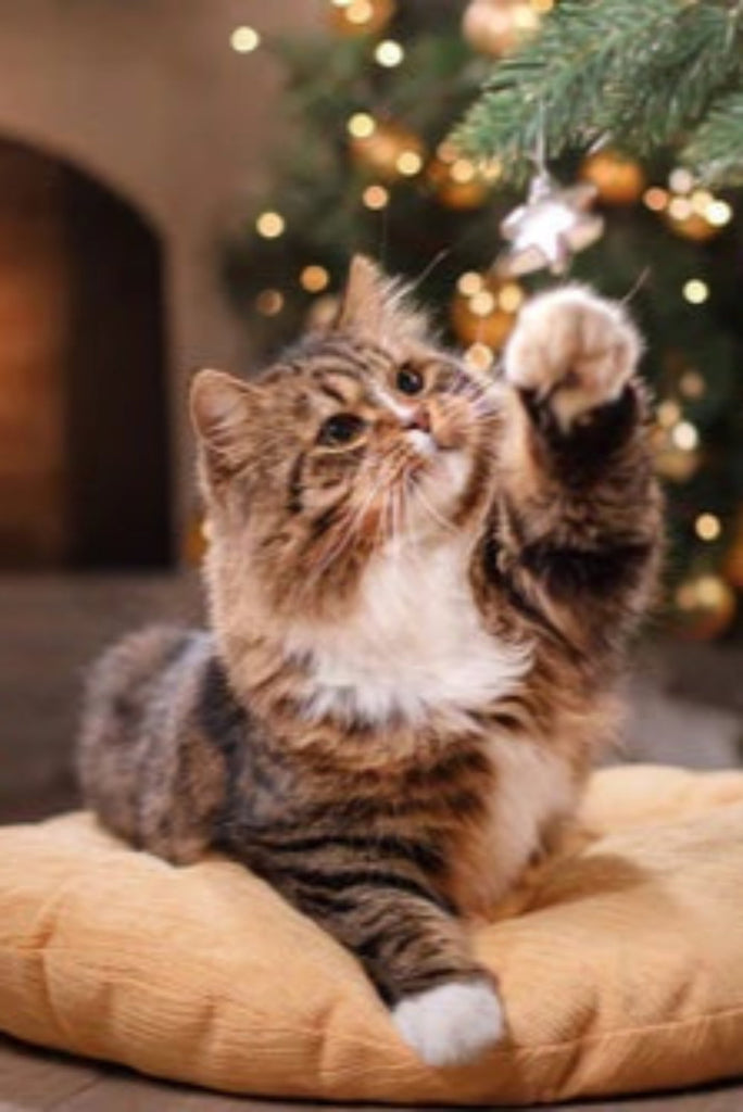 Keep Your Pets Safe This Christmas