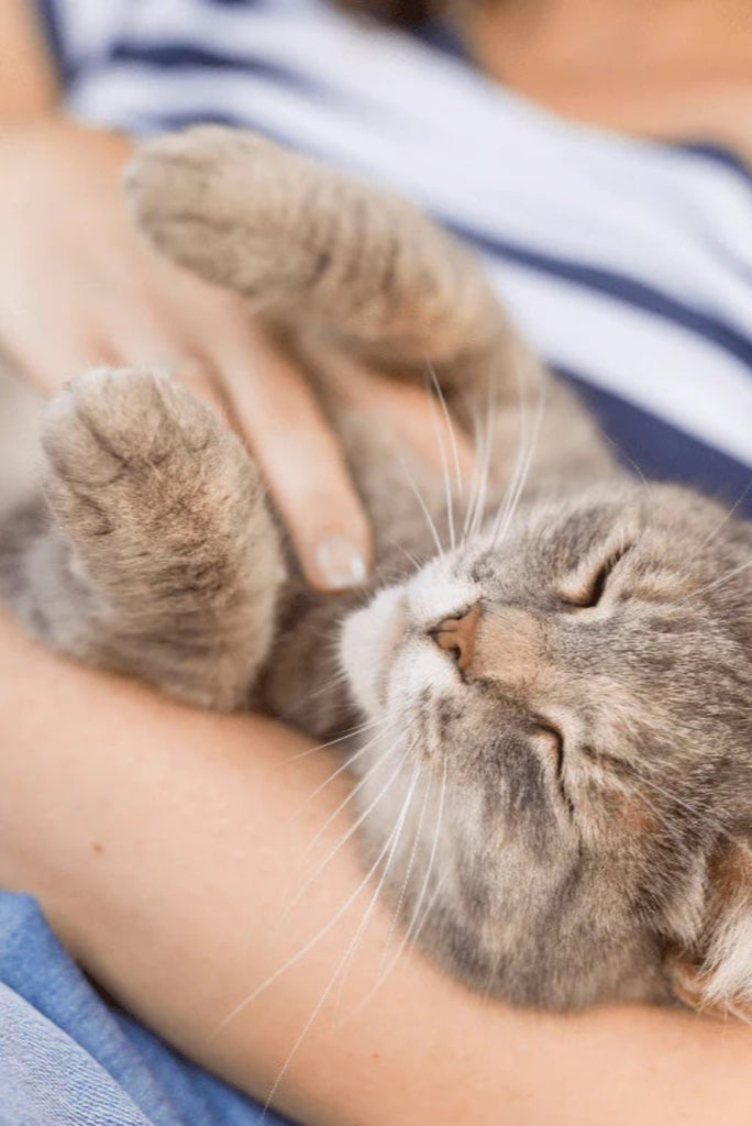 Spending Quality Time With Your Pet: Bonding Tips