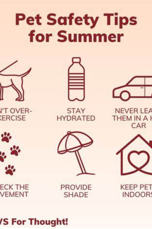 Summertime Pet Care