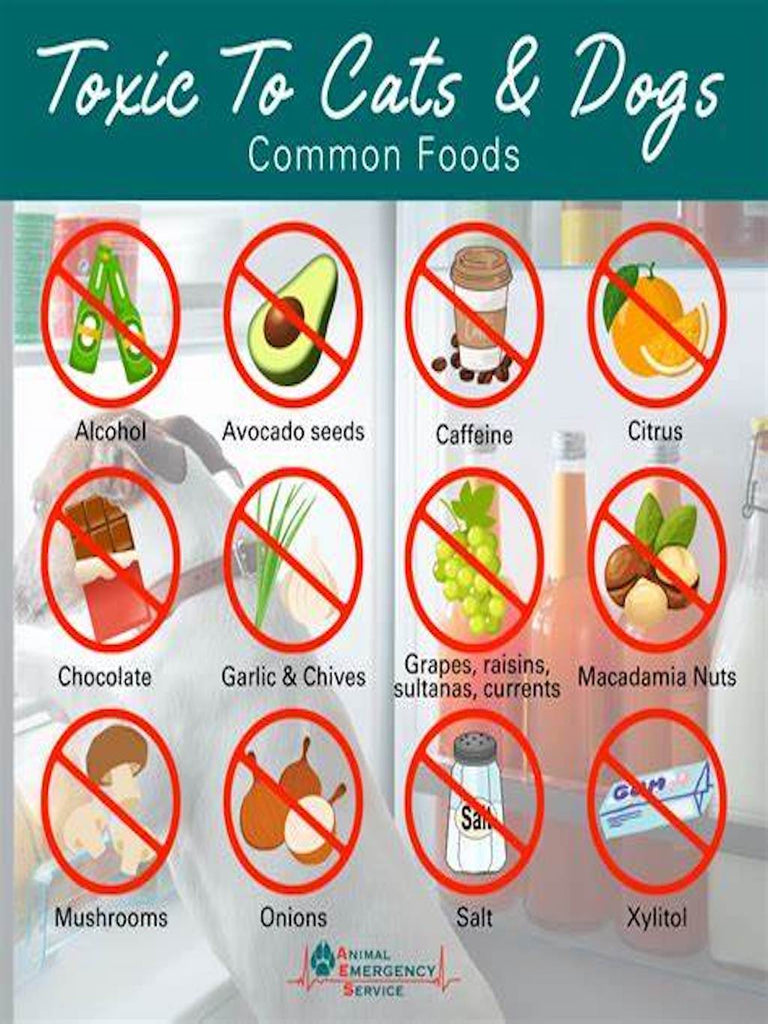 12 Most Dangerous People Foods for Cats and Dogs