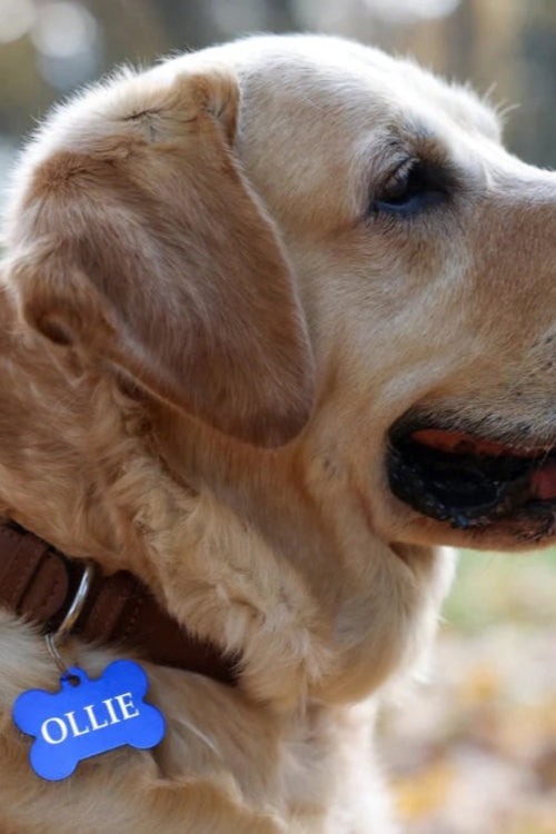Why Every Dog Should Have a Dog Tag