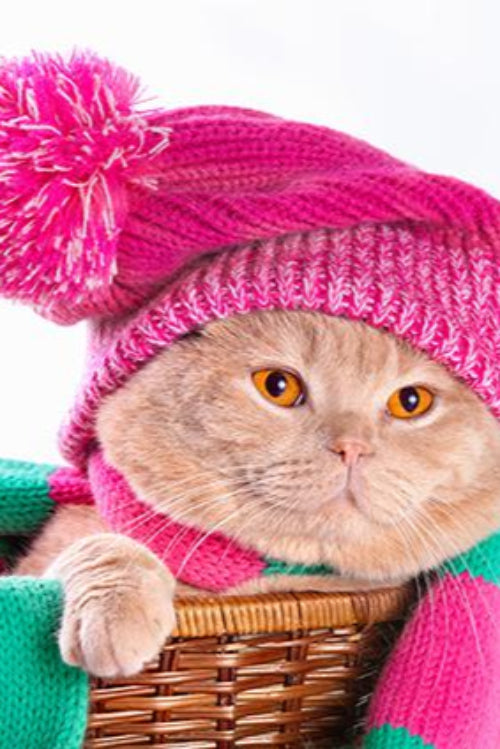 Winter Pet Care Tips