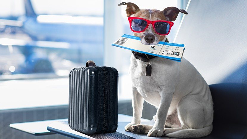 Traveling with Pets: Ensuring Identification and Safety on the Go