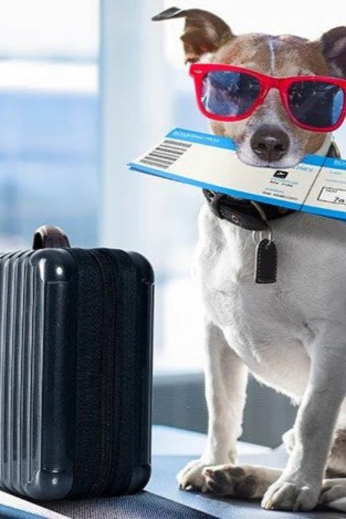 Travelling with Pets