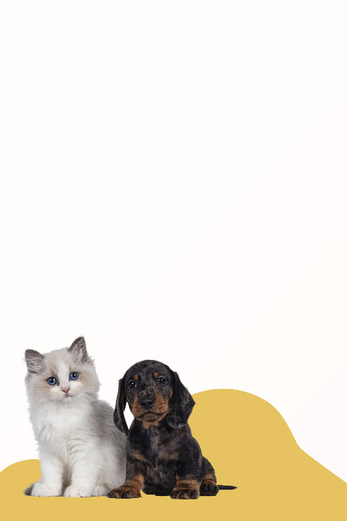 Cat and dog sitting on a yellow couch against a white background